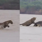 Onça é flagrada protegendo carcaça de mais de 600 kg em rio no Pantanal de Mato Grosso