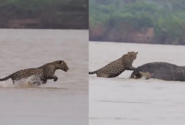 Onca pintada protege grande carcaca dentro da agua no Pantanal para evitar perda de alimento.jpg -CenárioMT
