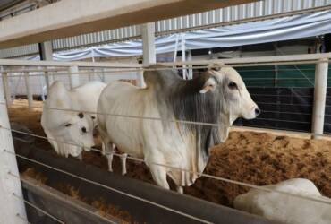 Pecuária ganha espaço estratégico na programação do Show Safra Mato Grosso