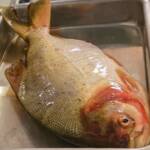 Especialistas desmentem fake news sobre risco em peixes e garantem segurança no Peixe Santo