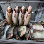 Peixe Santo 2026: Cuiabá terá 13 pontos de venda com preço fixo de R$ 25 o quilo