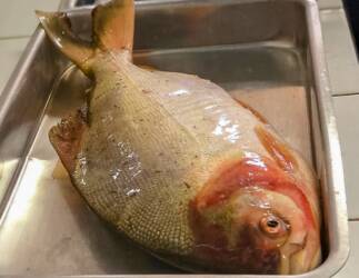 Peixe Santo