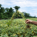 Pesquisa no campo ajuda a enfrentar desafios da soja no Vale do Guaporé