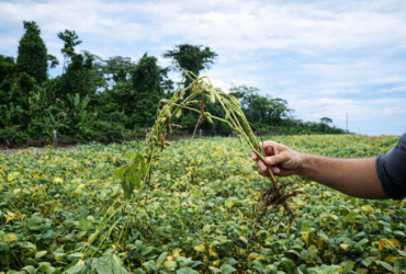 Pesquisa no campo ajuda a enfrentar desafios da soja no Vale do Guaporé