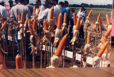 Pesquisas iniciadas em Lucas do Rio Verde viabilizaram a expansão do milho segunda safra no Cerrado brasileiro