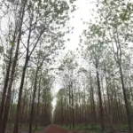 Plano de Desenvolvimento Florestal avança em Mato Grosso