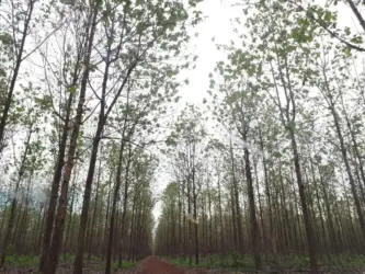 Plano de Desenvolvimento Florestal avança em Mato Grosso