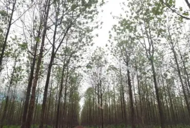 Plano de Desenvolvimento Florestal avança em Mato Grosso