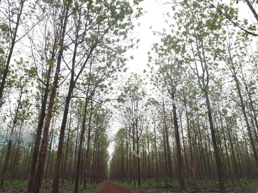 Plano de Desenvolvimento Florestal avança em Mato Grosso