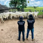 Polícia Civil recupera gado furtado em Nova Xavantina