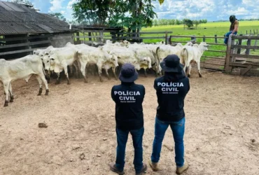 Polícia Civil recupera gado furtado em Nova Xavantina