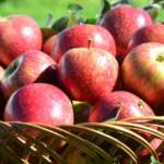 Preço da maçã cai e fevereiro fecha com menor valor em quatro anos