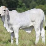 Preço do bezerro supera R$ 3 mil e registra valorização no início de 2026