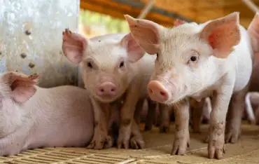 Preço do suíno vivo despenca em fevereiro e preocupa produtores