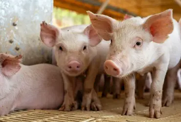 Preço do suíno vivo despenca em fevereiro e preocupa produtores