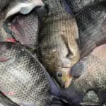 Preços da tilápia seguem firmes em fevereiro com oferta restrita e demanda aquecida