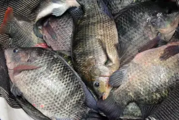Preços da tilápia seguem firmes em fevereiro com oferta restrita e demanda aquecida