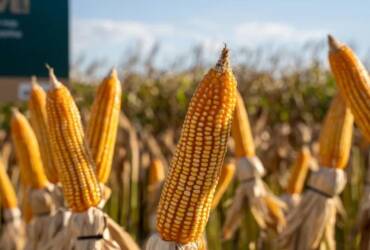 Preços do milho seguem firmes com demanda aquecida e incertezas no cenário global