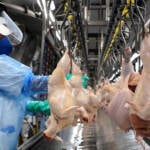 Produção de carne de frango bate recorde em 2025, com 14,3 milhões de toneladas, mas oferta pressiona preços