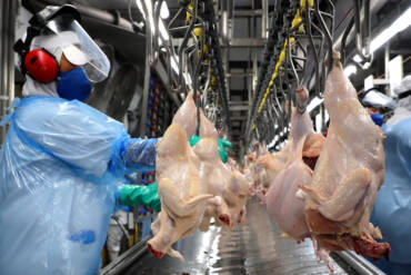 Produção de carne de frango bate recorde em 2025, com 14,3 milhões de toneladas, mas oferta pressiona preços