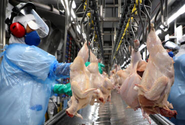 Produção de carne de frango bate recorde em 2025, com 14,3 milhões de toneladas, mas oferta pressiona preços