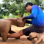 Projeto Mehi Arte impulsiona design indígena contemporâneo