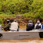 Banheiro flutuante no Pantanal melhora safári de onças