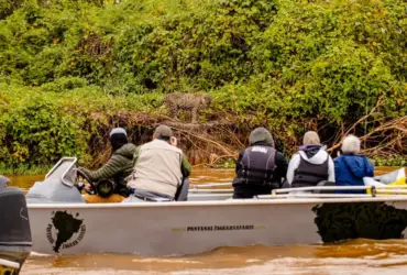 Banheiro flutuante no Pantanal melhora safári de onças
