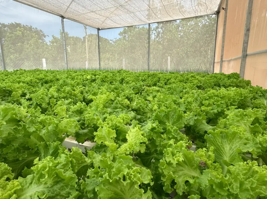 Aquaponia gera renda em assentamento de Cuiabá