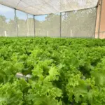 Aquaponia gera renda em assentamento de Cuiabá