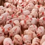 Queda no preço do suíno em fevereiro reduz poder de compra do produtor