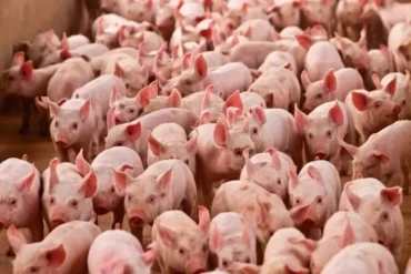 Queda no preço do suíno em fevereiro reduz poder de compra do produtor