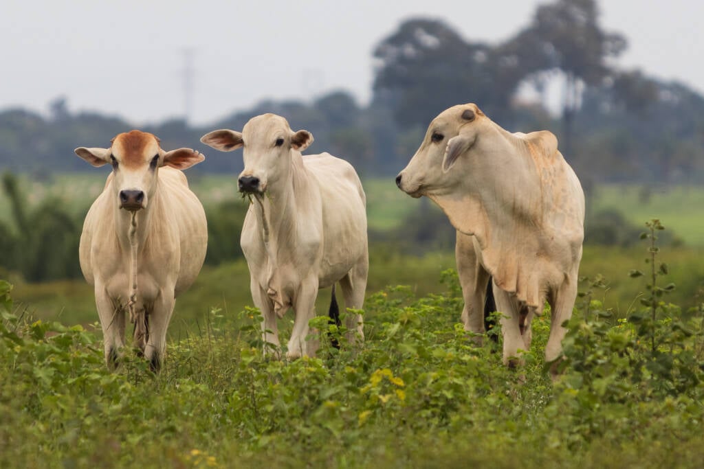 Abate recorde de fêmeas impulsiona alta no preço do bezerro no Brasil