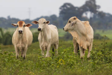 Abate recorde de fêmeas impulsiona alta no preço do bezerro no Brasil