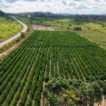 Rota do Café avança no noroeste de Mato Grosso