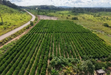Rota do Café avança no noroeste de Mato Grosso