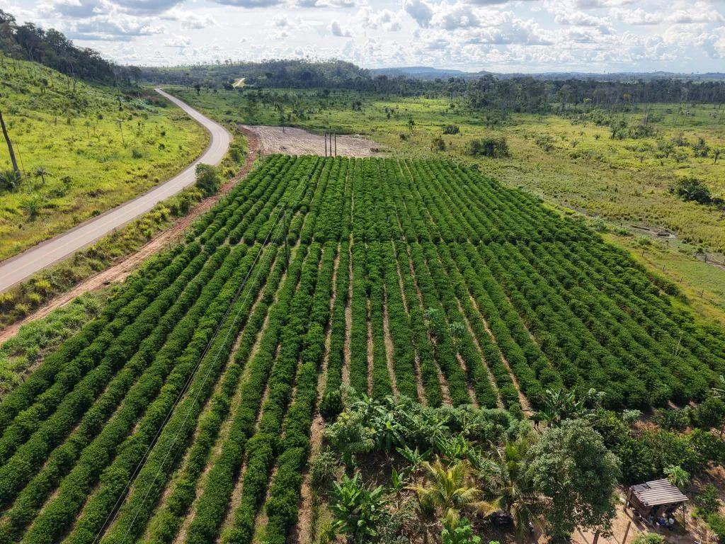Rota do Café avança no noroeste de Mato Grosso