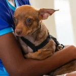 Cãominhada reúne mulheres e pets na Arena Pantanal