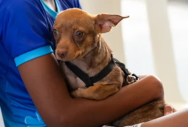 Cãominhada reúne mulheres e pets na Arena Pantanal