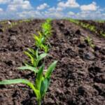 Semeadura do milho atinge 100% em Mato Grosso e reforça eficiência do sistema produtivo