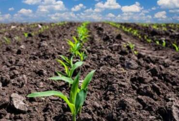 Semeadura do milho atinge 100% e reforça eficiência do sistema produtivo