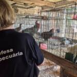 Rio Grande do Sul: Serviço Veterinário Oficial finaliza visitas nas propriedades da região do foco de gripe aviária em aves silvestres