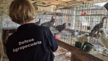 Serviço Veterinário Oficial finaliza visitas nas propriedades da região do foco de gripe aviária em aves silvestres