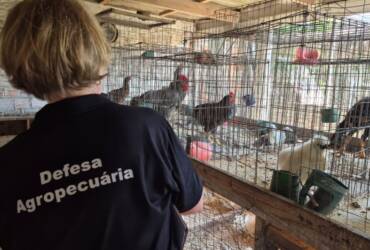 Serviço Veterinário Oficial finaliza visitas nas propriedades da região do foco de gripe aviária em aves silvestres