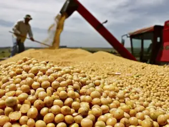 Produtor denuncia golpe em venda de soja e prejuízo de R$ 70 milhões em MT