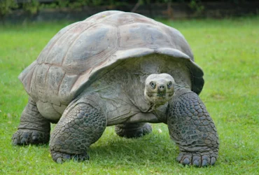Tartaruga