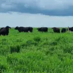 Vacas com genética adaptada produzem o triplo da média de leite em Mato Grosso