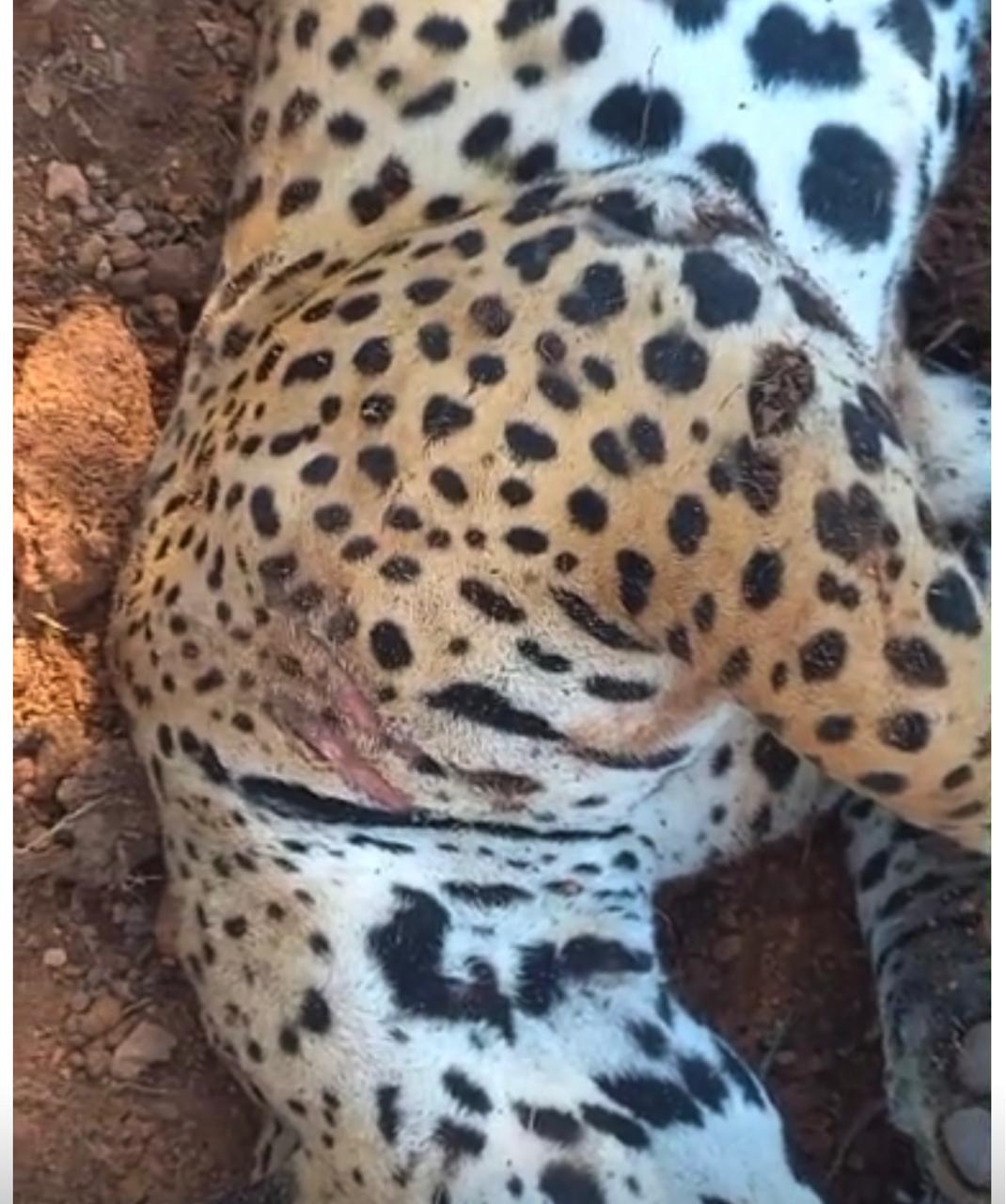 Onça morre atropelada na BR-163; é o segundo caso em poucos dias na região