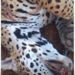 Onça morre atropelada na BR-163; é o segundo caso em poucos dias na região