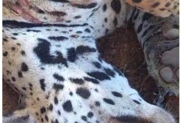 Onça morre atropelada na BR-163; é o segundo caso em poucos dias na região